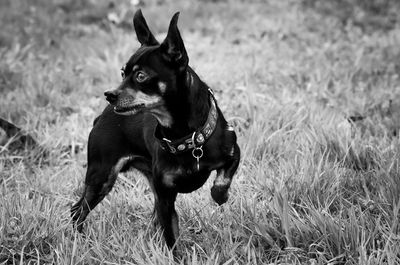 Dog looking away on field