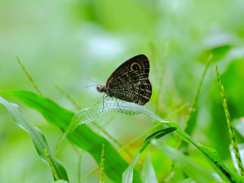 Image of a moth is perching on green grass.