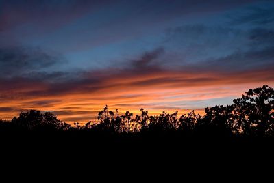 Silhouette of trees at sunset