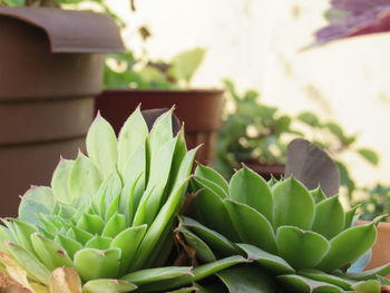 Close-up of cactus plant