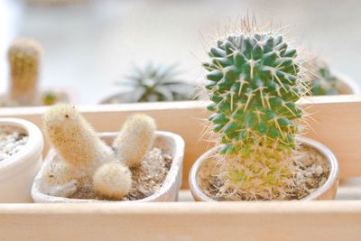 Close-up of succulent plant