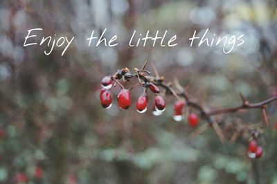 Close-up of red berries