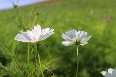 Close-up of white flowering plant