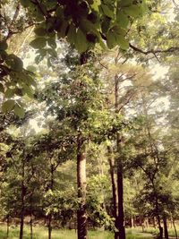 Trees in park