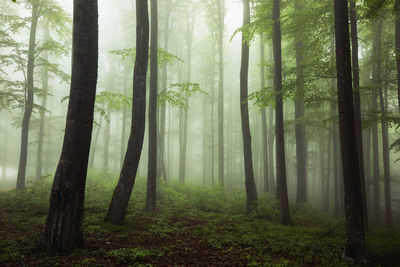 Trees in forest