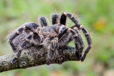 Close-up of spider