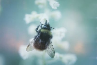 Close-up of bee pollinating flower