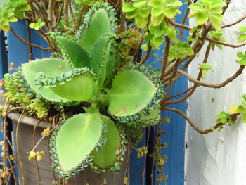 Close-up of succulent plant