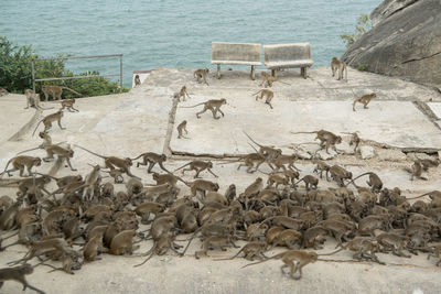 High angle view of birds in sea