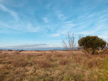 Scenic view of field against sky