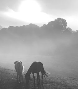 Horses on field