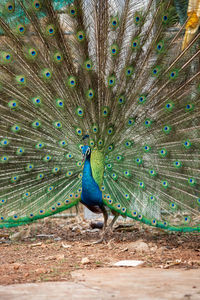 Peacock feather on land