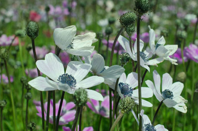 Close-up of white flowering plants