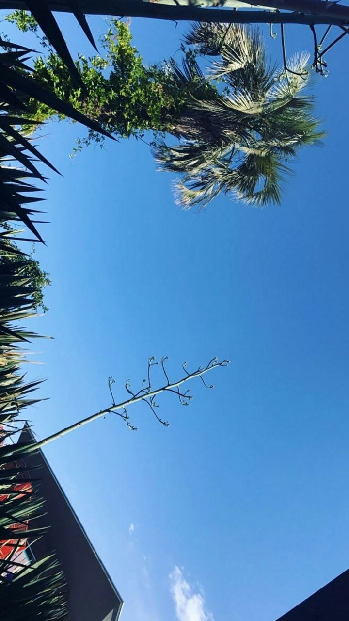 tree, low angle view, clear sky, no people, sky, branch, nature, outdoors, day, beauty in nature, treetop