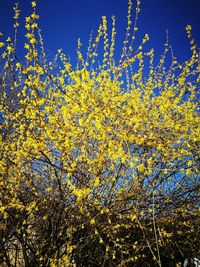 Low angle view of yellow flowers