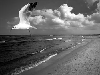 Seagull flying over beach against sky