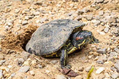 High angle view of turtle spawning