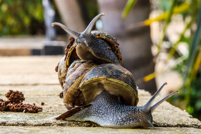 Close-up of snail