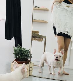 White dog looking at camera at home