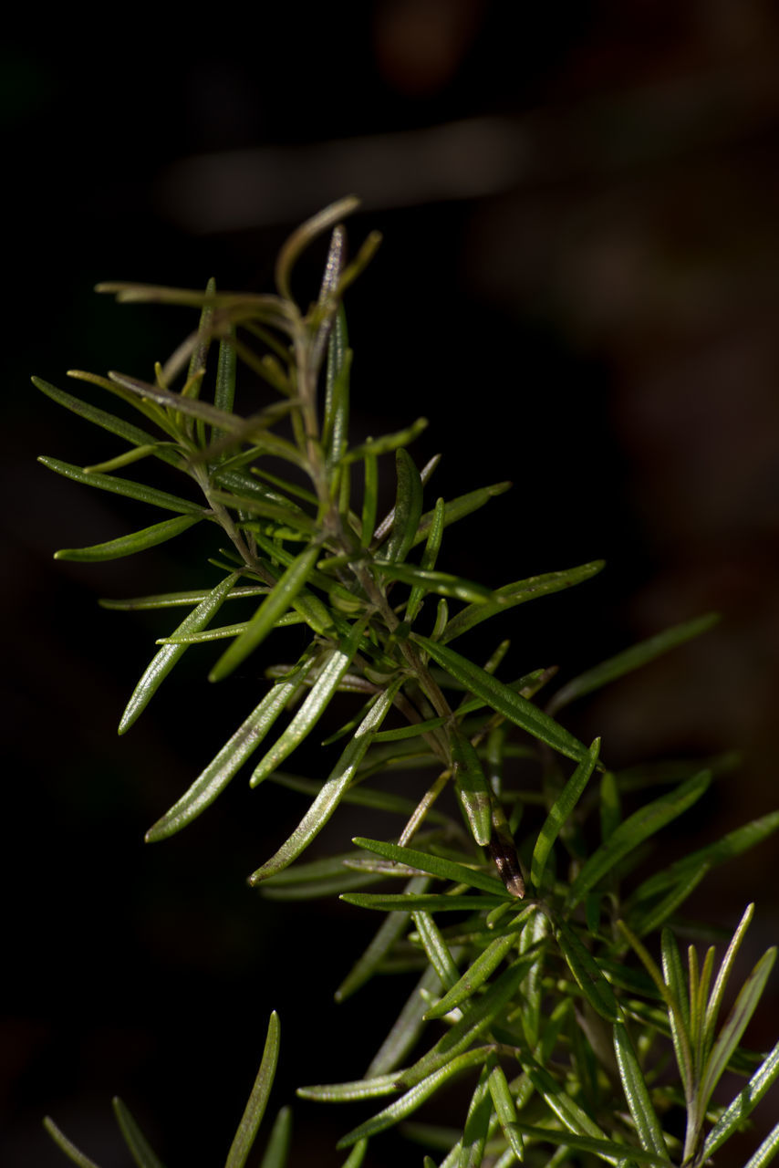 CLOSE-UP OF PLANTS