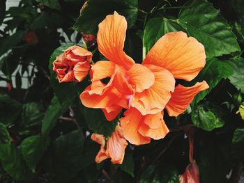 Close-up of orange flowering plant in park