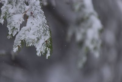 Close-up of frozen flower tree