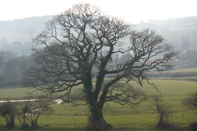 Tree by lake against sky