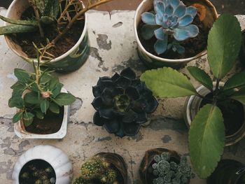 High angle view of potted plants