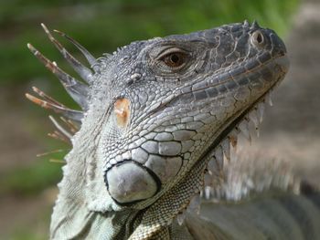 Close-up of an iguana lizard