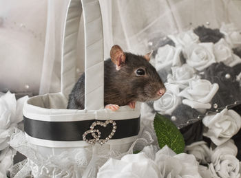 Close-up of rat in decorated basket