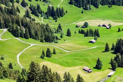 High angle view of trees on landscape