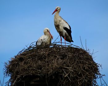 Low angle view of bird perched on blue sky