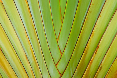 Full frame shot of palm leaf