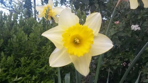 Close-up of yellow flower