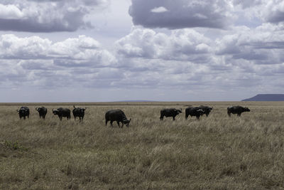 Elephants on field