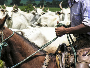 Midsection of man riding horse outdoors