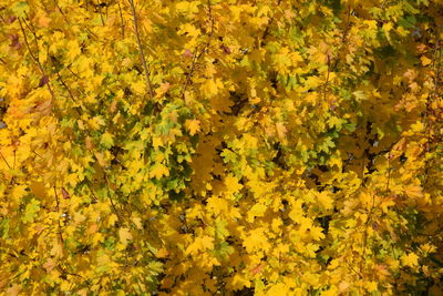 Full frame shot of yellow flowers