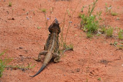 Lizard on a horse