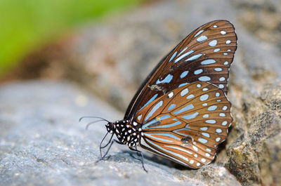 Close-up of butterfly