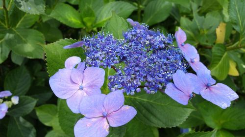 Close-up of purple flowers blooming outdoors