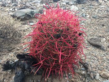 Close-up of red cactus