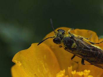 Close-up of insect on yellow flower