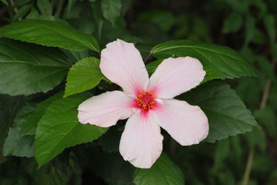 Close-up of pink flowering plant