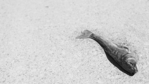 High angle view of fish on sand