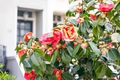 Close-up of red flowering plants