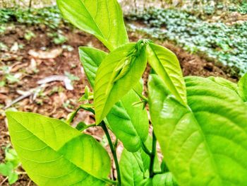 Close-up of plant