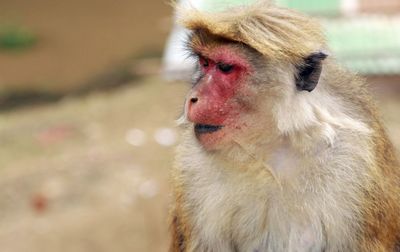 Close-up of a monkey looking away