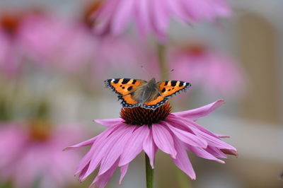 Close-up of butterfly pollinating on pink flower