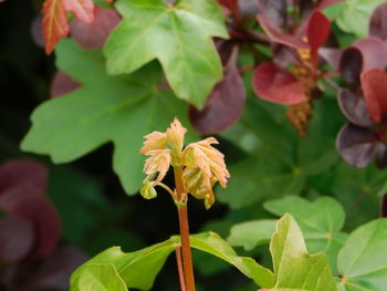 Close-up of red flowering plant