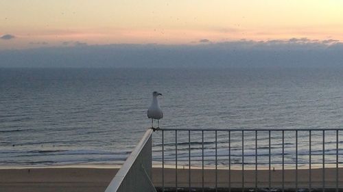 Bird perching on sea against sky during sunset